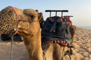 Quad biking and dunes near Agadir